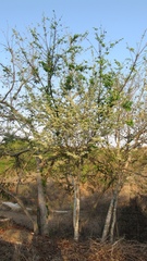 Casearia dolichophylla