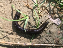 Haemopis sanguisuga