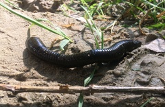 Haemopis sanguisuga