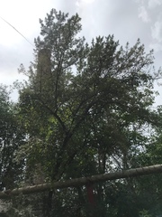 Elaeagnaceae
