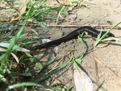 Haemopis sanguisuga