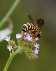 Dianthidium