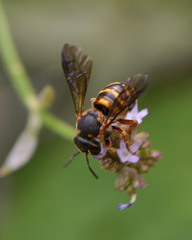 Dianthidium