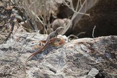 Crotaphytus