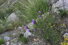 Dracocephalum peregrinum