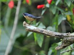 Diglossa sittoides hyperythra