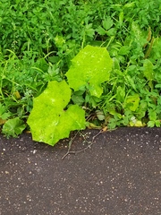 Tussilago farfara
