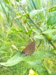 Aphantopus hyperantus