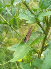 Aphantopus hyperantus