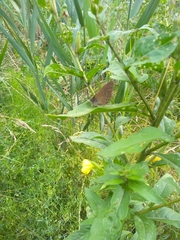 Aphantopus hyperantus