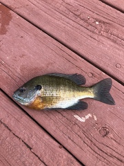 Lepomis macrochirus macrochirus