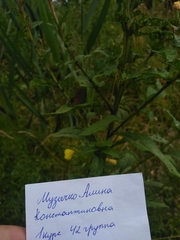 Aphantopus hyperantus