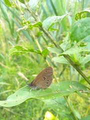 Aphantopus hyperantus