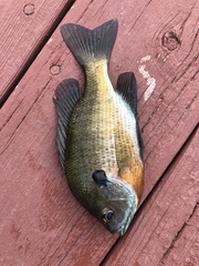 Lepomis macrochirus macrochirus