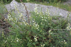 Astragalus katunicus