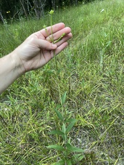 Silphium asteriscus latifolium
