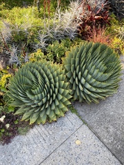 Aloe polyphylla