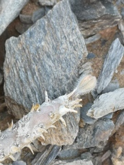 Monsonia multifida