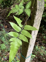 Diplazium dilatatum