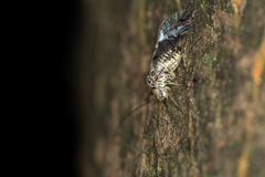 Psococerastis gibbosa