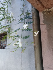 Jasminum grandiflorum