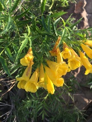 Tecoma stans