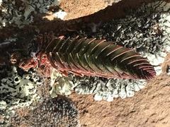 Crassula alpestris