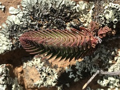 Crassula alpestris