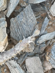 Monsonia multifida