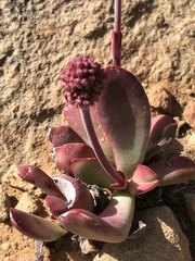 Crassula clavata