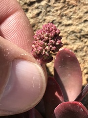 Crassula clavata