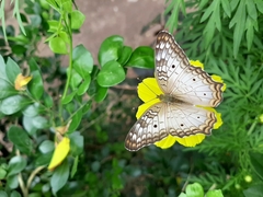 Anartia jatrophae