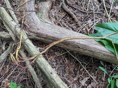 Daphne mezereum