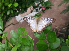 Anartia jatrophae