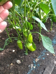 Capsicum annuum annuum