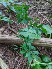 Daphne mezereum
