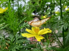 Anartia jatrophae