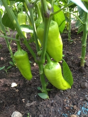 Capsicum annuum annuum