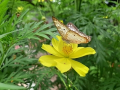 Anartia jatrophae
