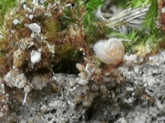 Vallonia