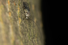 Psococerastis gibbosa