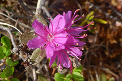 Rhododendron lapponicum