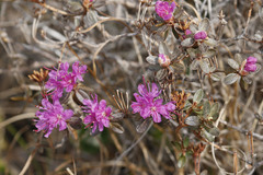 Rhododendron lapponicum