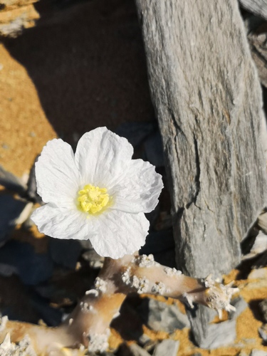 Monsonia multifida