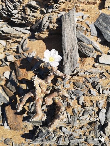 Monsonia multifida