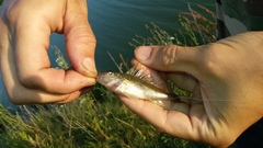 Gymnocephalus cernua