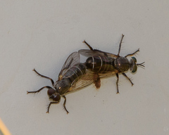 Atomosia melanopogon