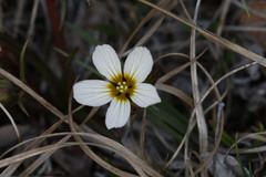 Minuartia