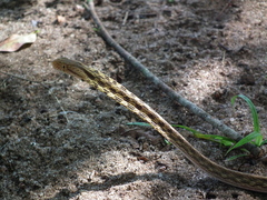Thamnodynastes pallidus