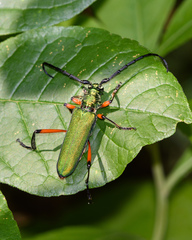 Plinthocoelium suaveolens